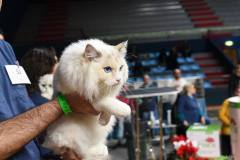 Felina Bari 2022