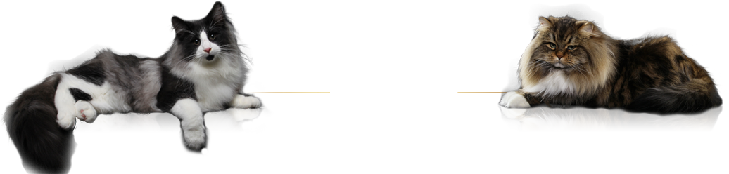 Felina Bari